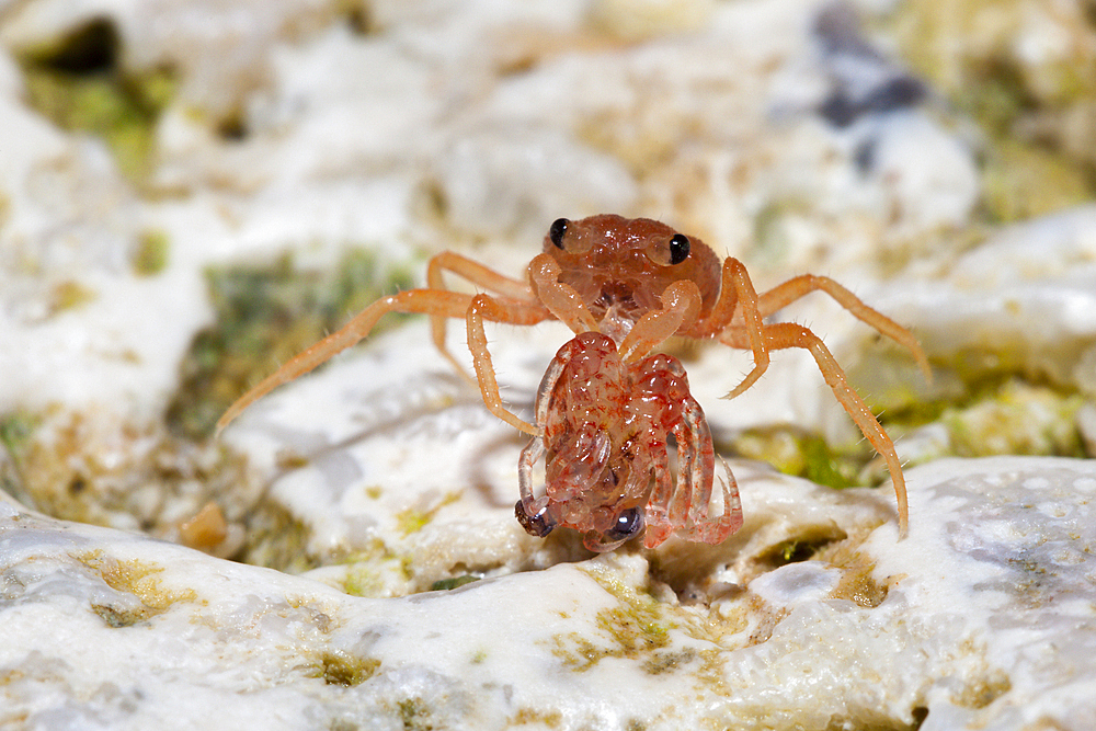 Juvenile Crabs feeding on Cuticle, Gecarcoidea natalis, Christmas Island, Australia