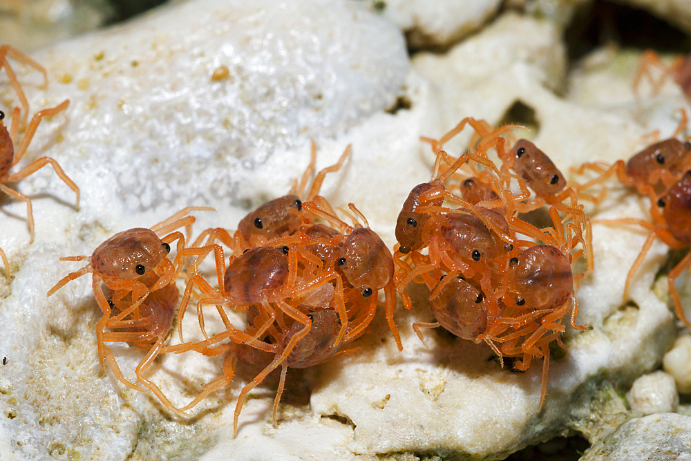 Juvenile Crabs feeding on Cuticle, Gecarcoidea natalis, Christmas Island, Australia