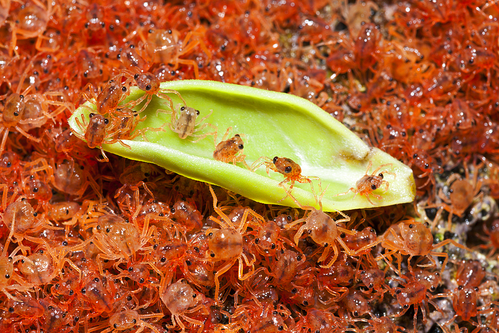 Juvenile Crabs returning on Land, Gecarcoidea natalis, Christmas Island, Australia