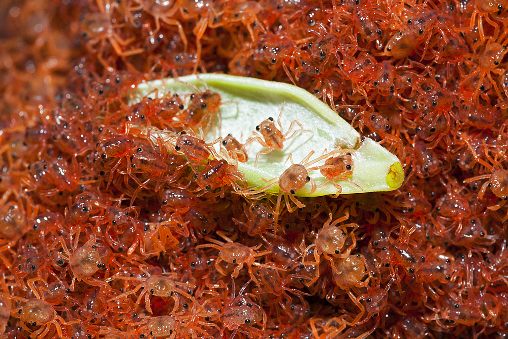 Juvenile Crabs returning on Land, Gecarcoidea natalis, Christmas Island, Australia