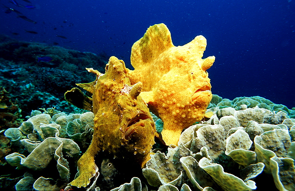 Giant frogfish, Antennarius commersonii, Philippines, Bohol Sea, Pacific Ocean, Panglao Island, Bohol