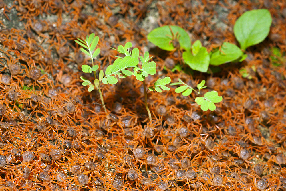 Juvenile Crabs returning on Land, Gecarcoidea natalis, Christmas Island, Australia