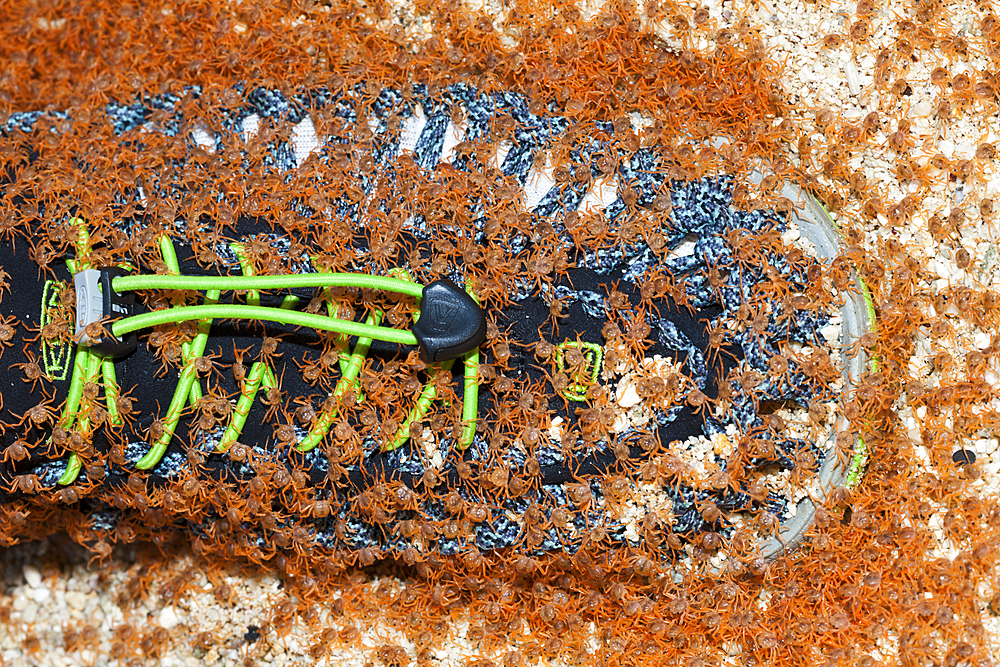 Juvenile Crabs returning on Land, Gecarcoidea natalis, Christmas Island, Australia