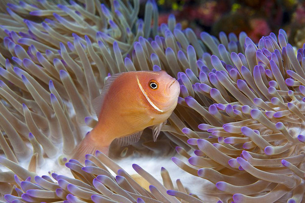 Pink Anemonefish, Amphiprion perideraion, Christmas Island, Australia