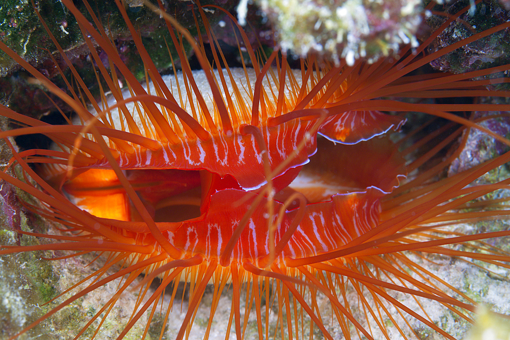 Close up of Electric Flame Scallop, Ctenoides ales, Christmas Island, Australia