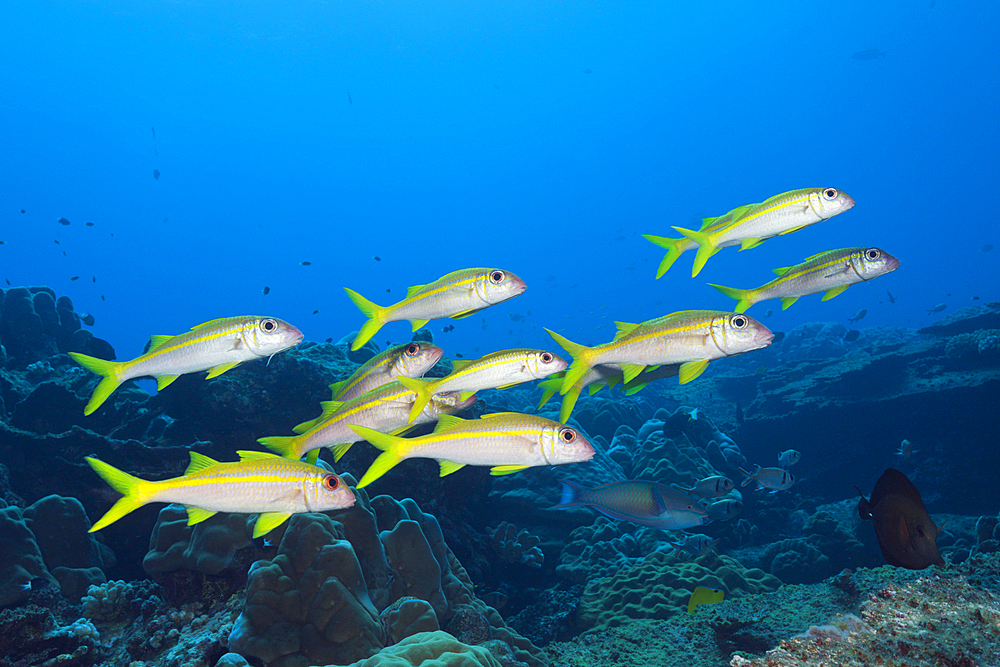 Shoal of Yellowfin Goatfish, Mulloidichthys vanicolensis, Christmas Island, Australia