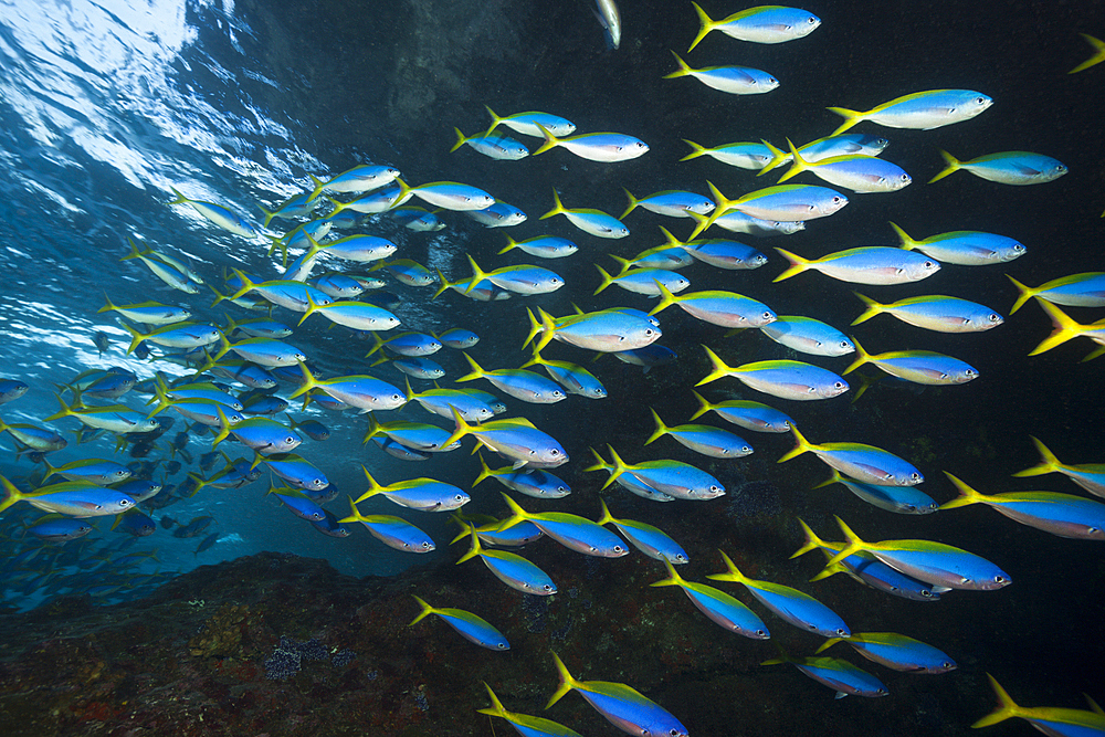 Shoal of Yellowback Fusilier, Caesio teres, Christmas Island, Australia