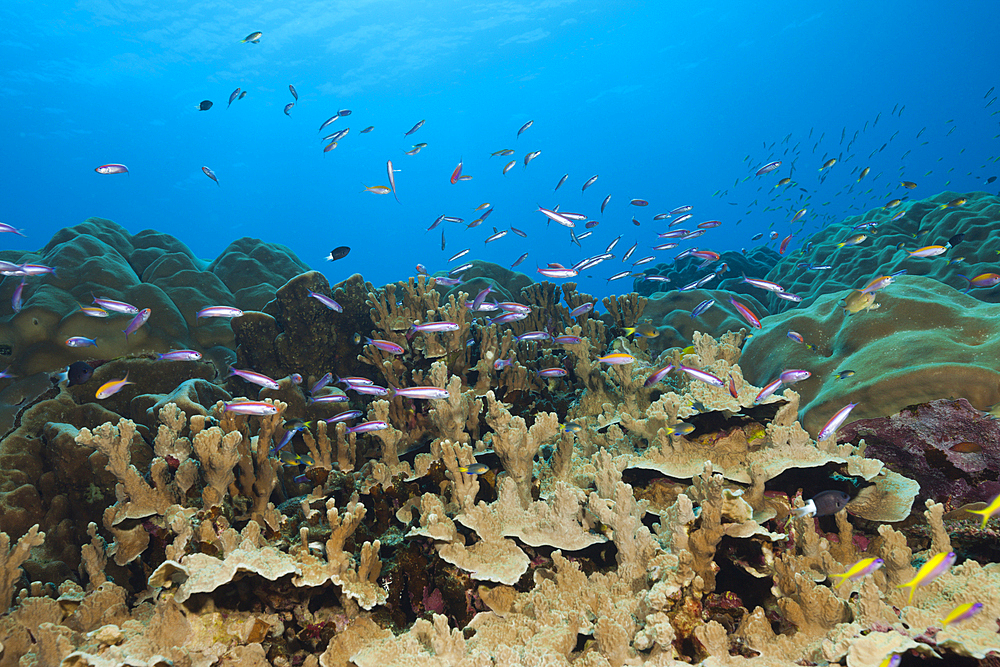 Whitleys Slender Basslet over Coral Reef, Luzonichthys whitleyi, Christmas Island, Australia