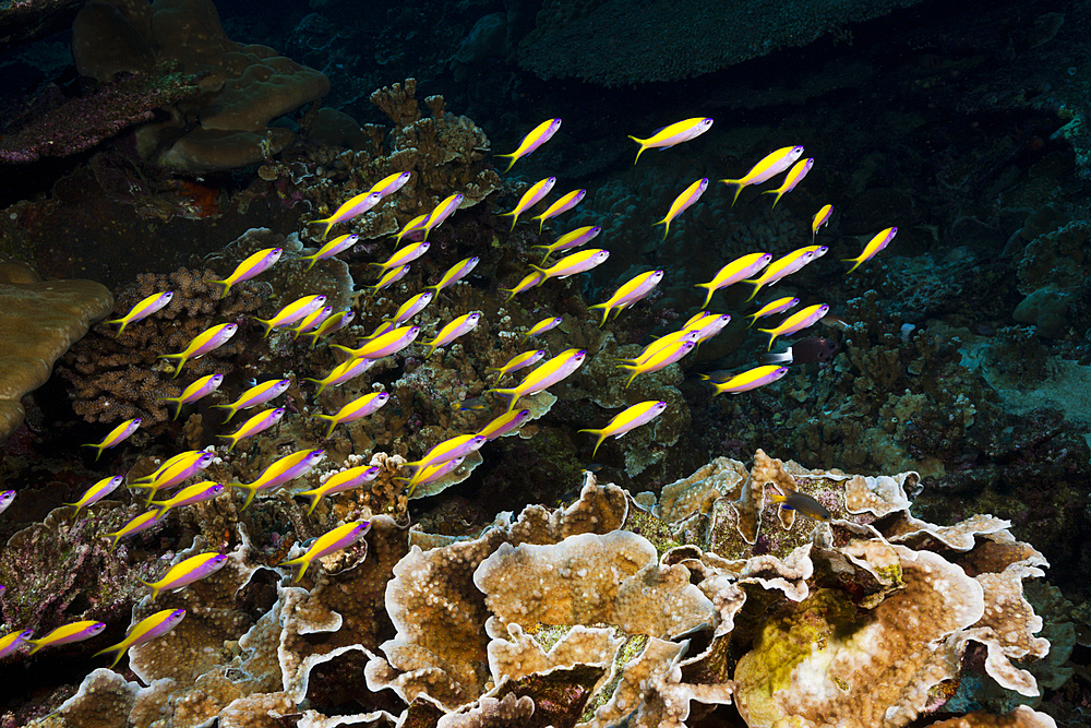 Shoal of Yellowback Anthias, Pseudanthias evansi, Christmas Island, Australia