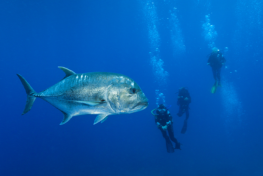 Giant Trevally and Scuba diver, Caranx ignobilis, Christmas Island, Australia