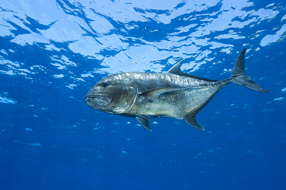 Giant Trevally, Caranx ignobilis, Christmas Island, Australia