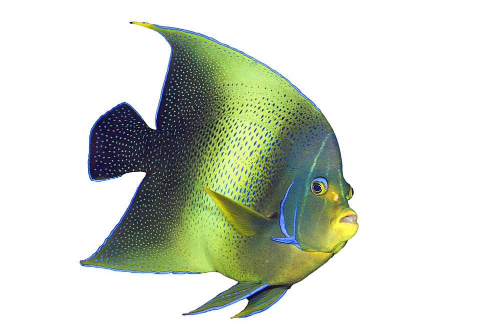 Semicircle Angelfish on white background, Pomacanthus semicirculatus, Christmas Island, Australia