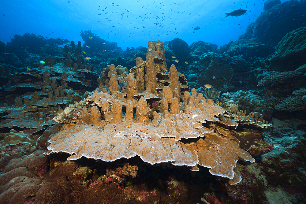 Giant Porites Coral, Porites sp., Christmas Island, Australia