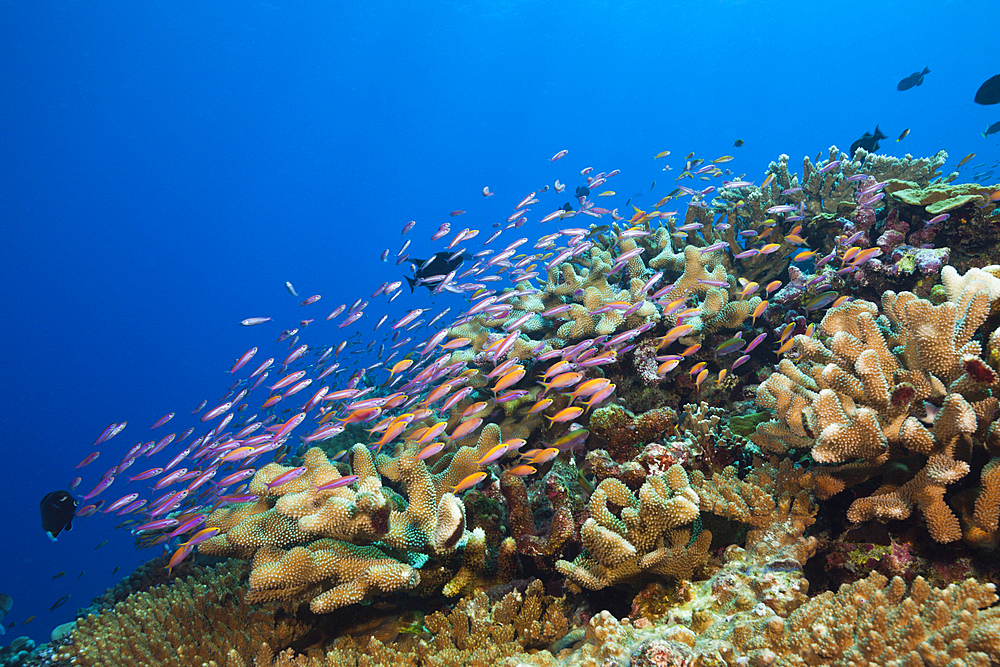 Whitleys Slender Basslet and Redfin Anthias, Luzonichthys whitleyi, Pseudanthias dispar, Christmas Island, Australia