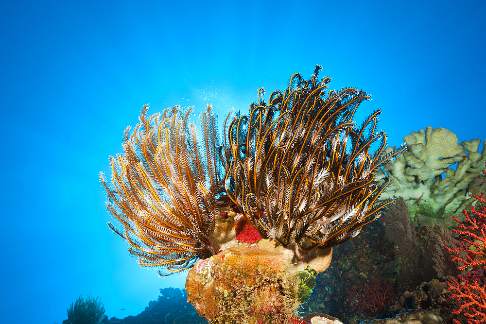 Feather Star in Coral Reef, Comantheria sp., Christmas Island, Australia