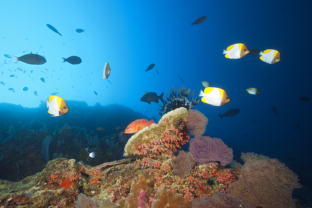 Shoal of Pyramid Butterflyfish, Hemitaurichthys polyepis, Christmas Island, Australia