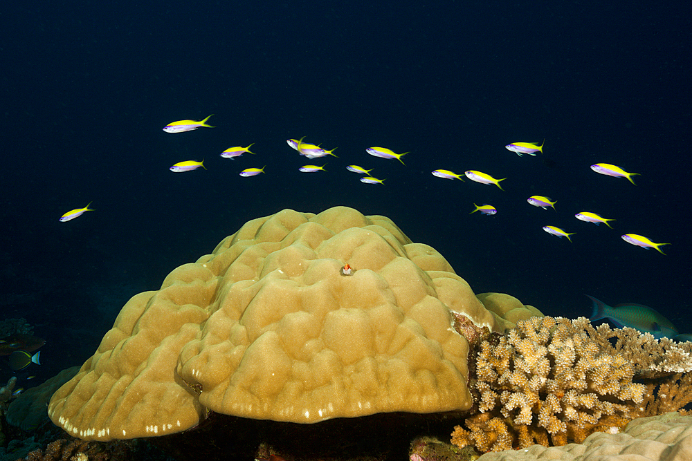 Yellowback Anthias over Coral Reef, Pseudanthias evansi, Christmas Island, Australia