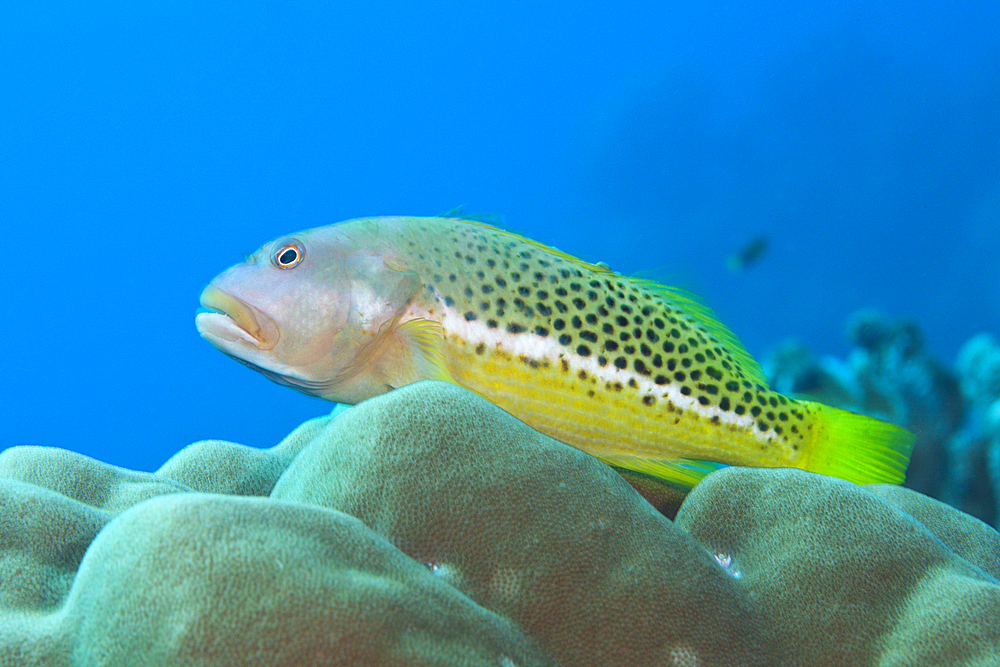 Halfspotted Hawkfish, Paracirrhites hemistictus, Christmas Island, Australia