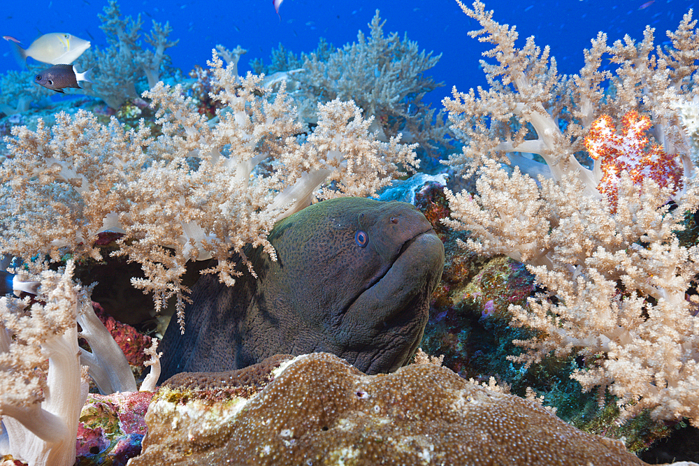 Giant Moray, Gymnothorax javanicus, Christmas Island, Australia