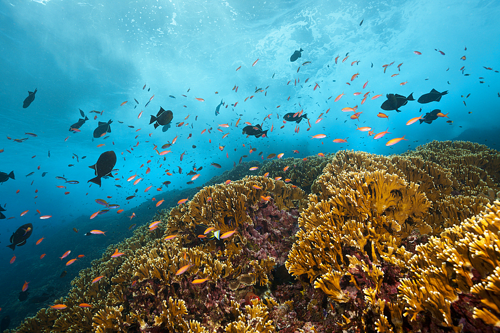 Shoal of Redfin Anthias, Pseudanthias dispar, Christmas Island, Australia