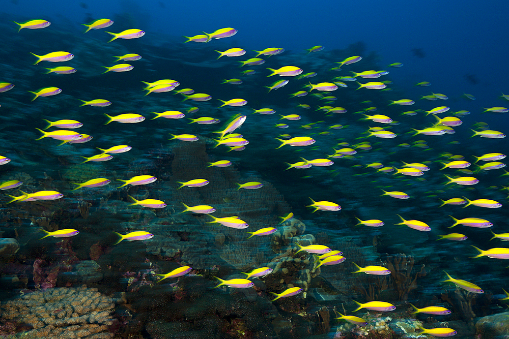 Shoal of Yellowback Anthias, Pseudanthias evansi, Christmas Island, Australia