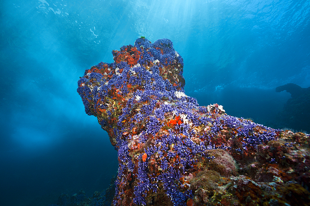 Violet Lace Corals in Surf zone, Distichopora violacea, Christmas Island, Australia