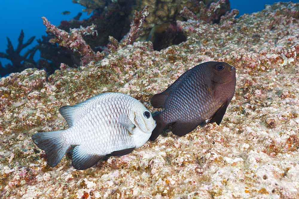 Adult Threespot Dascyllus mating, Dascyllus trimaculatus, Christmas Island, Australia