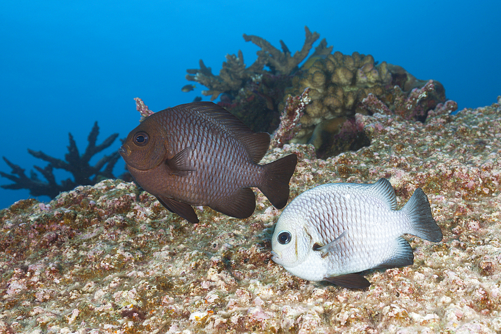 Adult Threespot Dascyllus mating, Dascyllus trimaculatus, Christmas Island, Australia