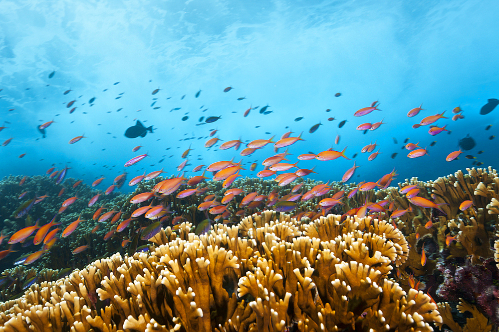 Shoal of Redfin Anthias, Pseudanthias dispar, Christmas Island, Australia