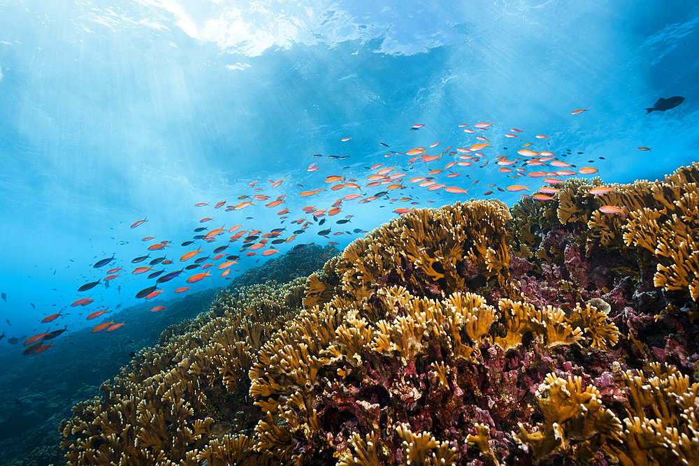 Shoal of Redfin Anthias, Pseudanthias dispar, Christmas Island, Australia