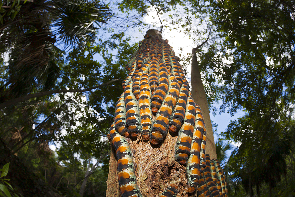 Caterpillars of Giant Silk Moth, Arsenura armida, Cancun, Yucatan, Mexico