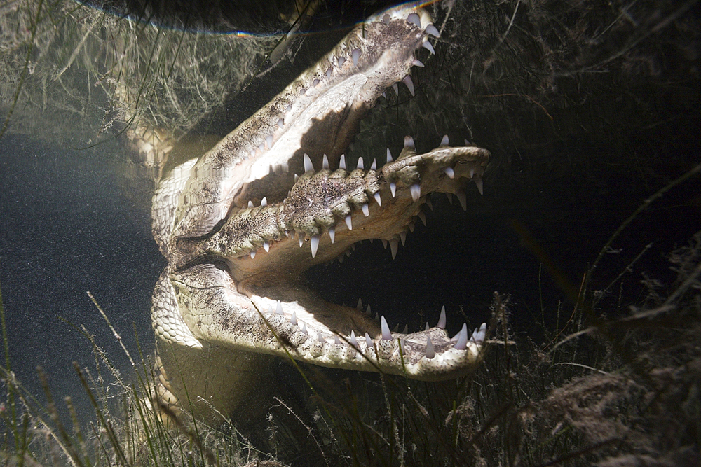 Morelets Crocodile hunting at Night, Crocodylus moreletii, Cancun, Yucatan, Mexico