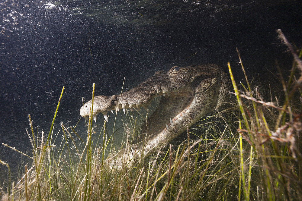 Morelets Crocodile hunting at Night, Crocodylus moreletii, Cancun, Yucatan, Mexico