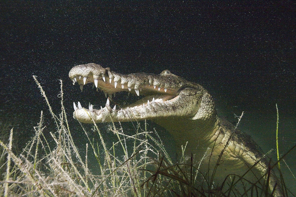 Morelets Crocodile hunting at Night, Crocodylus moreletii, Cancun, Yucatan, Mexico