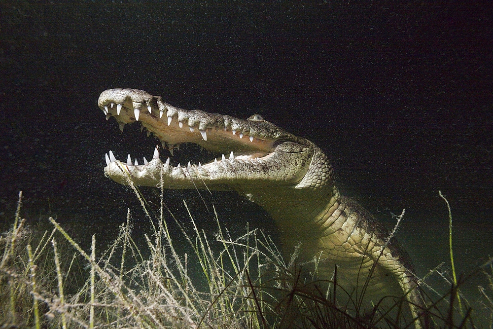 Morelets Crocodile hunting at Night, Crocodylus moreletii, Cancun, Yucatan, Mexico