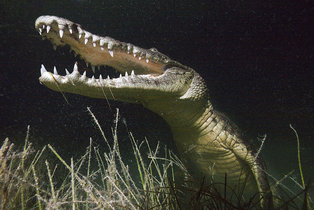 Morelets Crocodile hunting at Night, Crocodylus moreletii, Cancun, Yucatan, Mexico