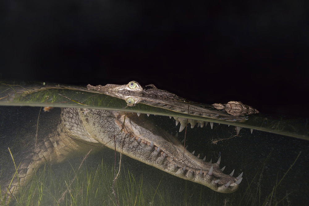 Morelets Crocodile hunting at Night, Crocodylus moreletii, Cancun, Yucatan, Mexico