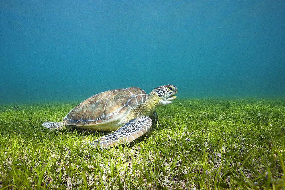 Green Sea Turtle, Chelonia mydas, Akumal, Tulum, Mexico