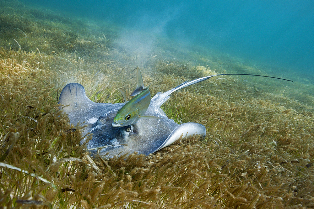 Southern Stingray on Seagrass, Dasyatis americana, Akumal, Tulum, Mexico