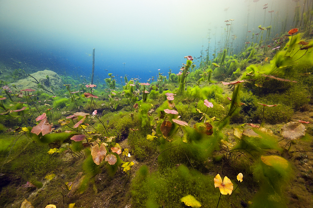 Water Lilies in Car Wash Cenote Aktun Ha, Tulum, Yucatan, Mexico