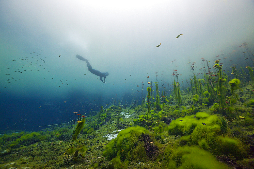 Diving in Car Wash Cenote Aktun Ha, Tulum, Yucatan, Mexico