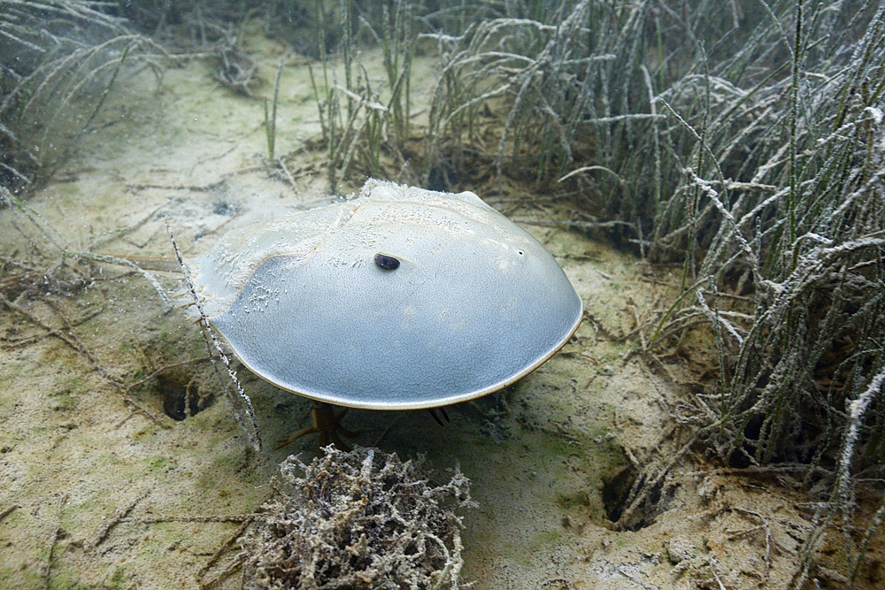 Horseshoe Crab in Mangroves, Limulus polyphemus, Cancun, Yucatan, Mexico