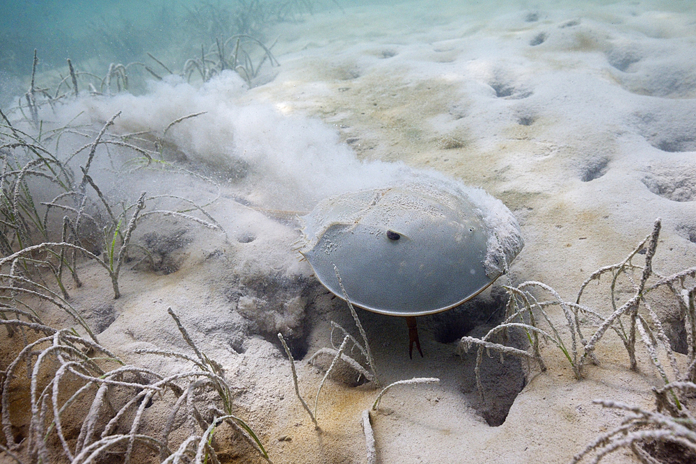 Horseshoe Crab in Mangroves, Limulus polyphemus, Cancun, Yucatan, Mexico