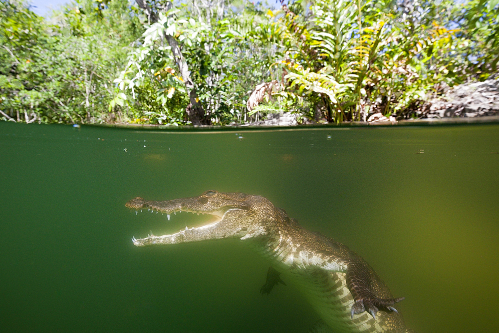 Morelets Crocodile, Crocodylus moreletii, Cancun, Yucatan, Mexico