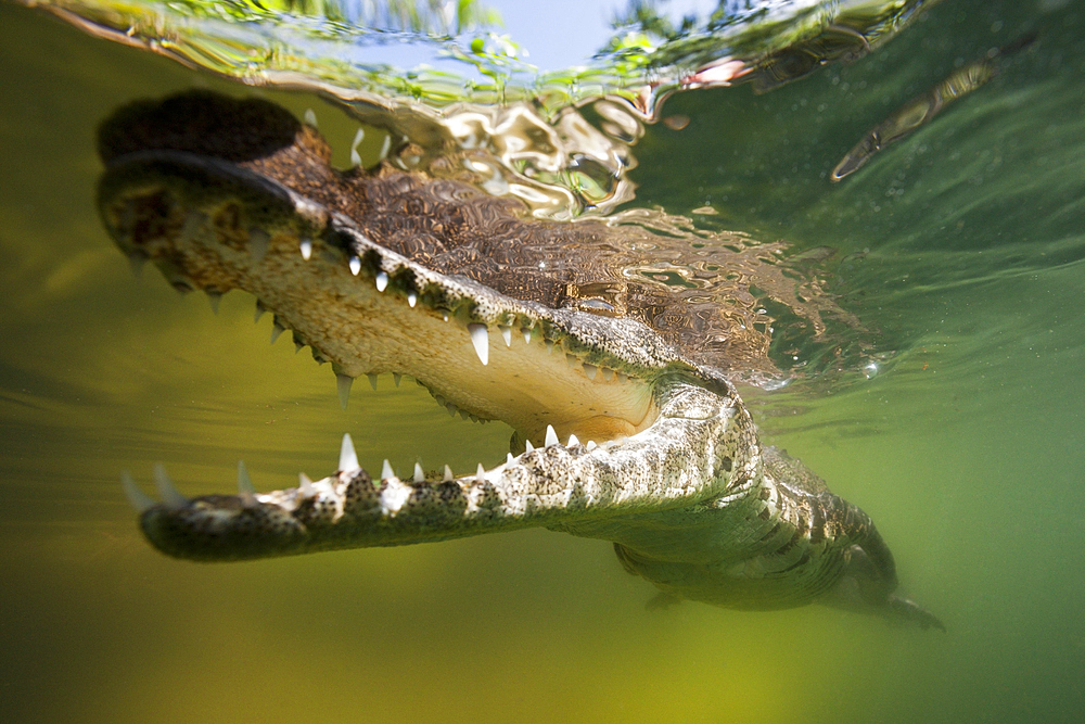 Morelets Crocodile, Crocodylus moreletii, Cancun, Yucatan, Mexico