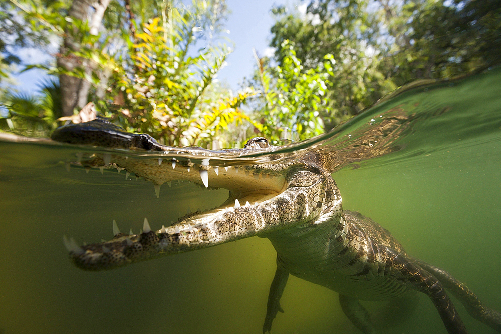 Morelets Crocodile, Crocodylus moreletii, Cancun, Yucatan, Mexico