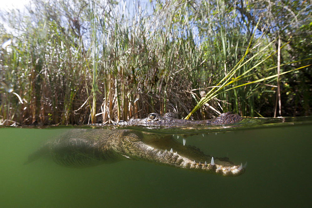 Morelets Crocodile, Crocodylus moreletii, Cancun, Yucatan, Mexico