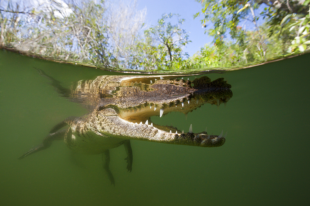 Morelets Crocodile, Crocodylus moreletii, Cancun, Yucatan, Mexico