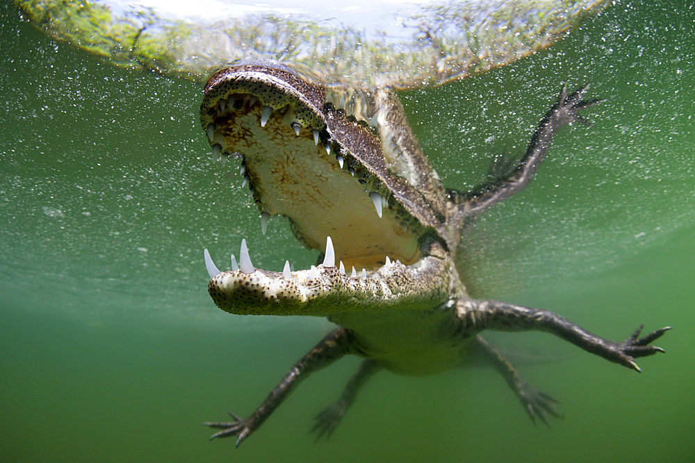 Morelets Crocodile, Crocodylus moreletii, Cancun, Yucatan, Mexico