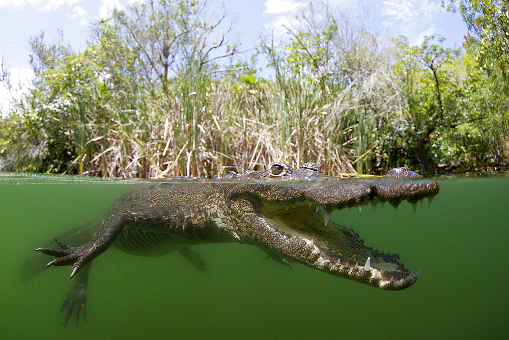 Morelets Crocodile, Crocodylus moreletii, Cancun, Yucatan, Mexico